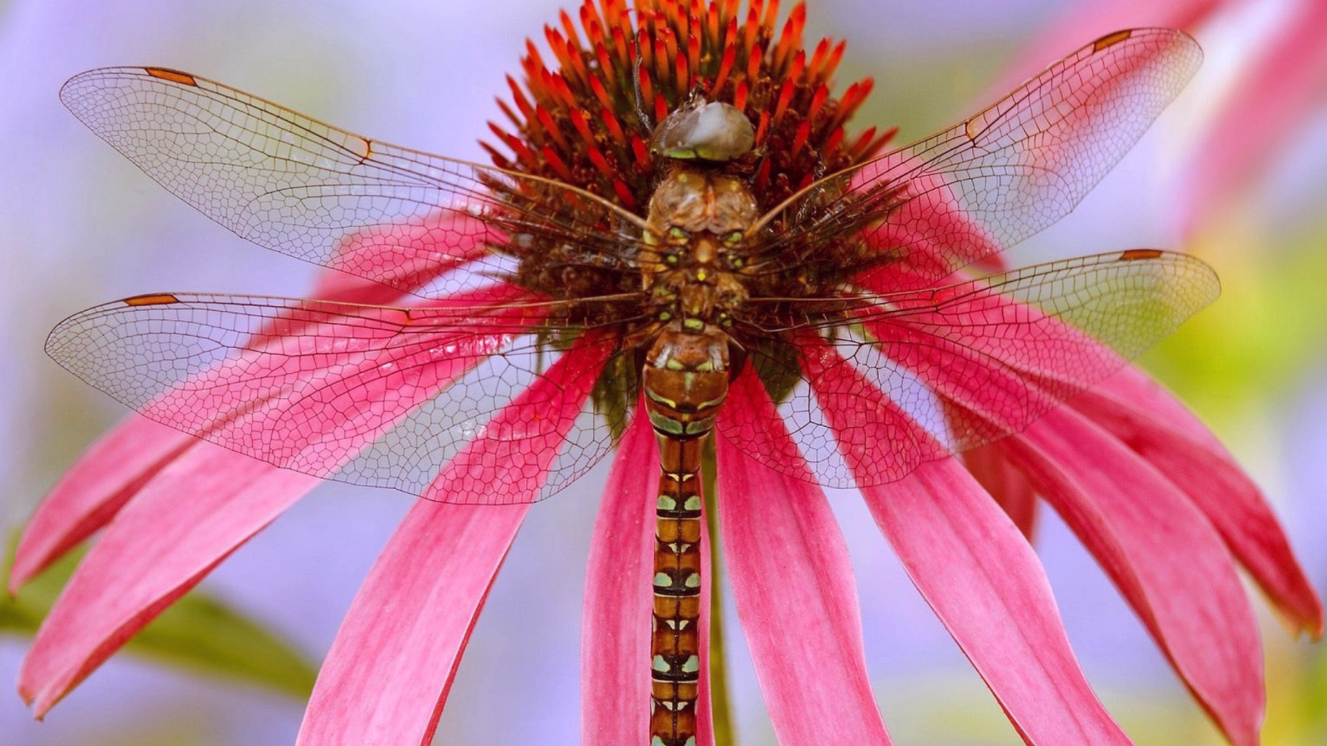 Sfondi Dragonfly 1920x1080