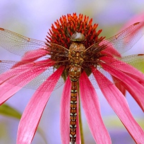 Fondo de pantalla Dragonfly 208x208