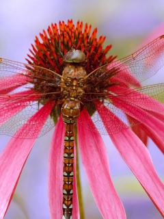 Das Dragonfly Wallpaper 240x320