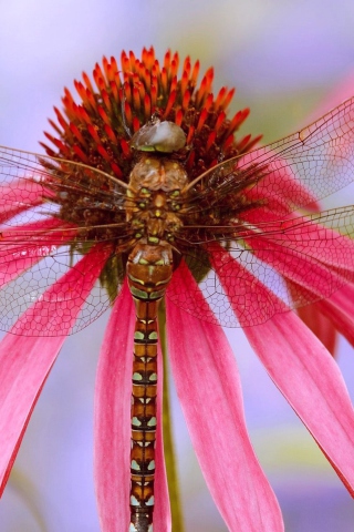 Das Dragonfly Wallpaper 320x480