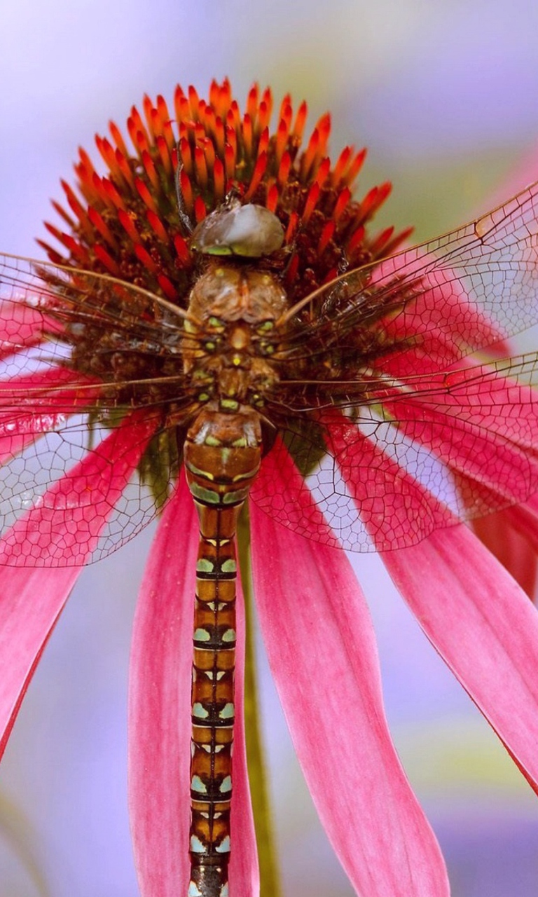 Dragonfly wallpaper 768x1280