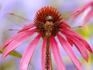 Free Dragonfly Picture for Android, iPhone and iPad