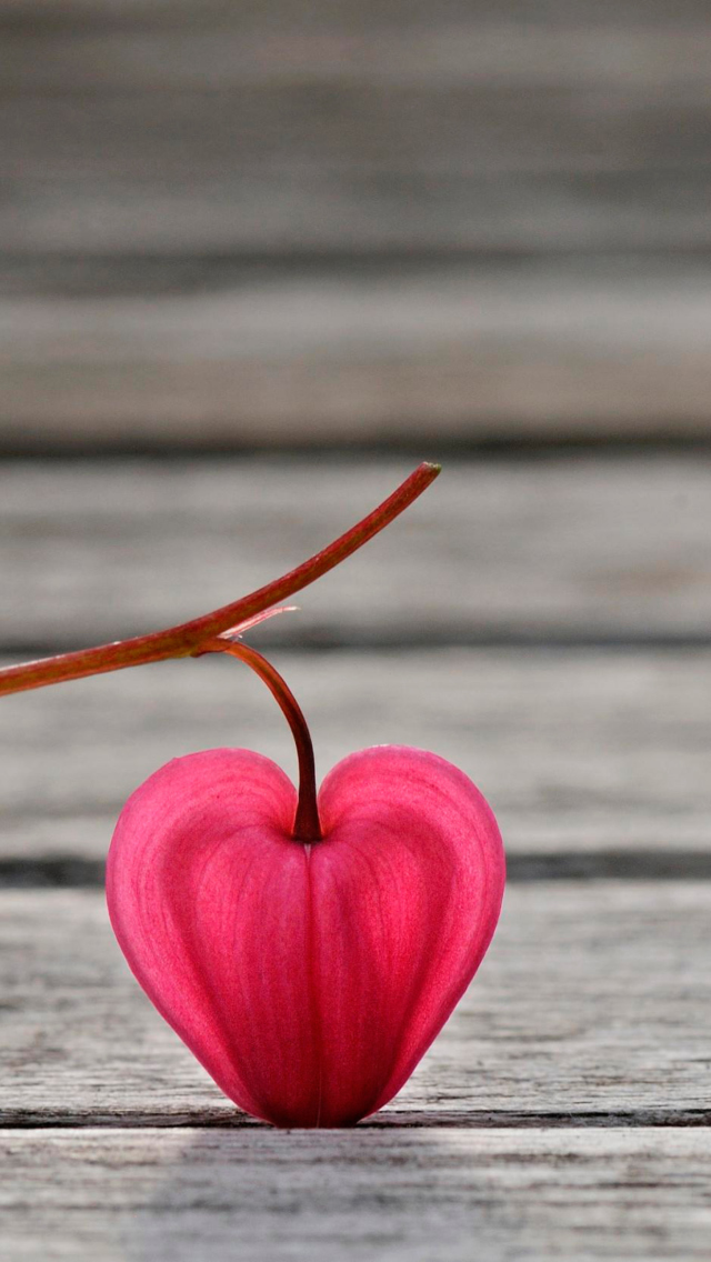 Heartshaped Petal wallpaper 640x1136