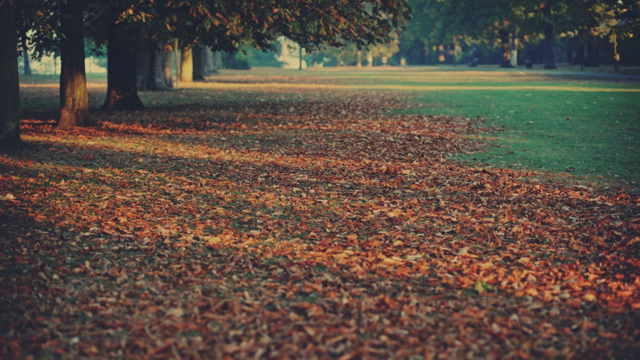 Screenshot №1 pro téma Autumn Leaves Rug 1280x720