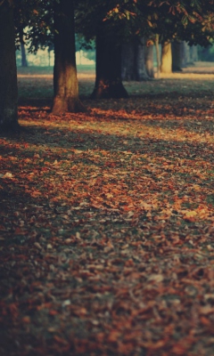 Fondo de pantalla Autumn Leaves Rug 240x400