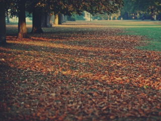 Autumn Leaves Rug screenshot #1 320x240