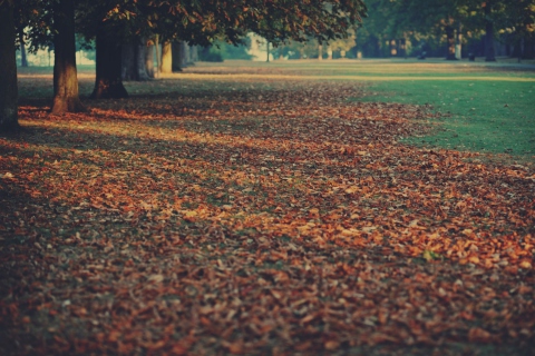 Das Autumn Leaves Rug Wallpaper 480x320