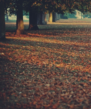 Autumn Leaves Rug - Obrázkek zdarma pro Nokia Asha 306