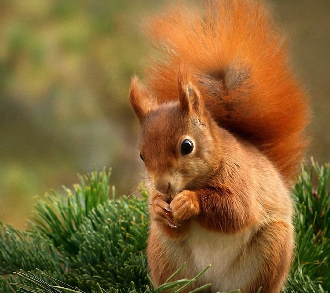 Обои Squirrel Eating Nut 1080x960