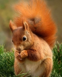 Sfondi Squirrel Eating Nut 128x160