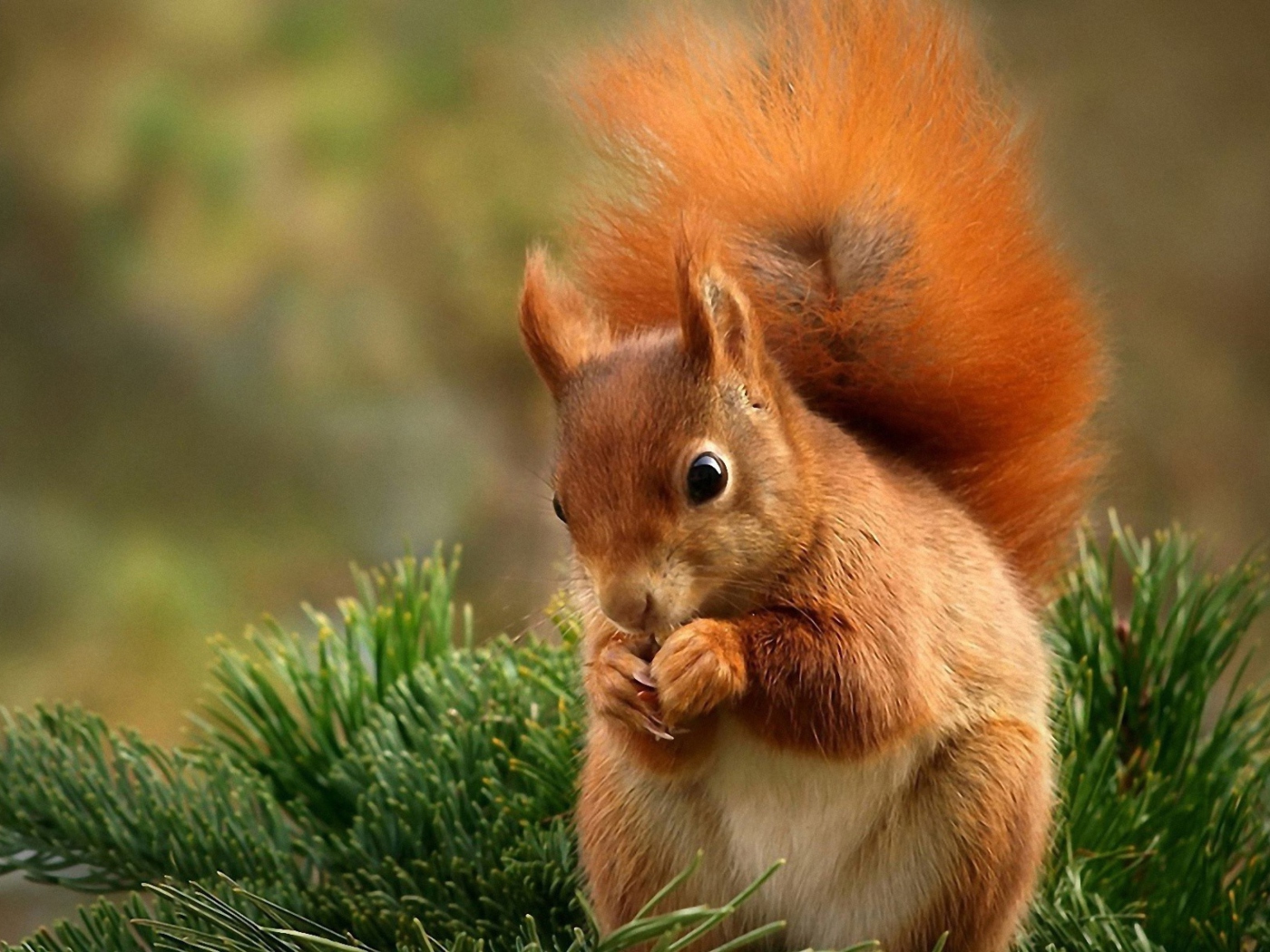 Обои Squirrel Eating Nut 1400x1050