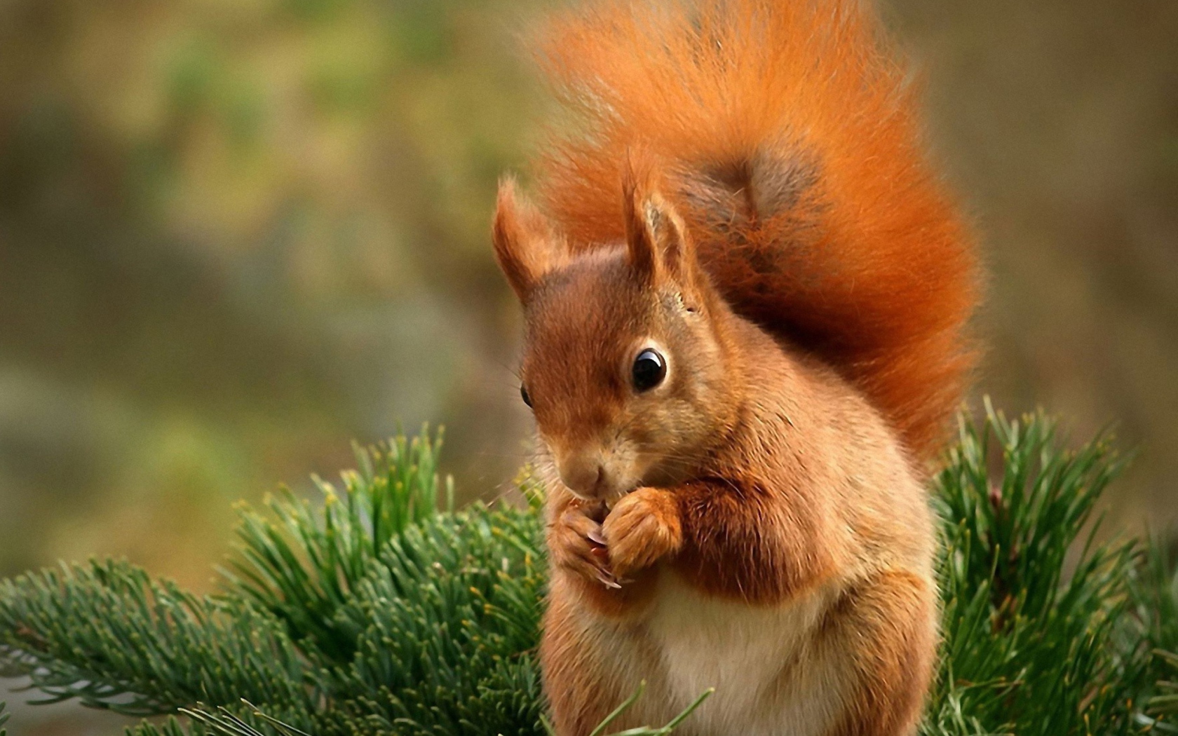 Squirrel Eating Nut wallpaper 1680x1050