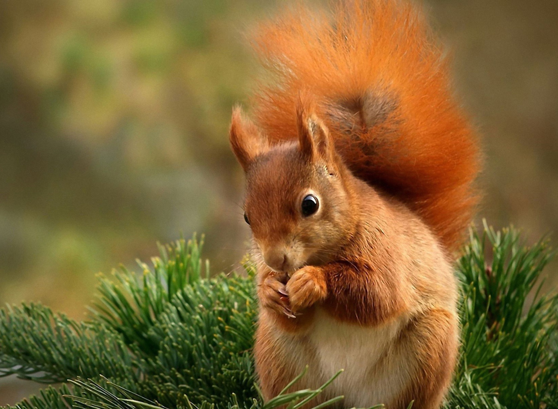 Fondo de pantalla Squirrel Eating Nut 1920x1408