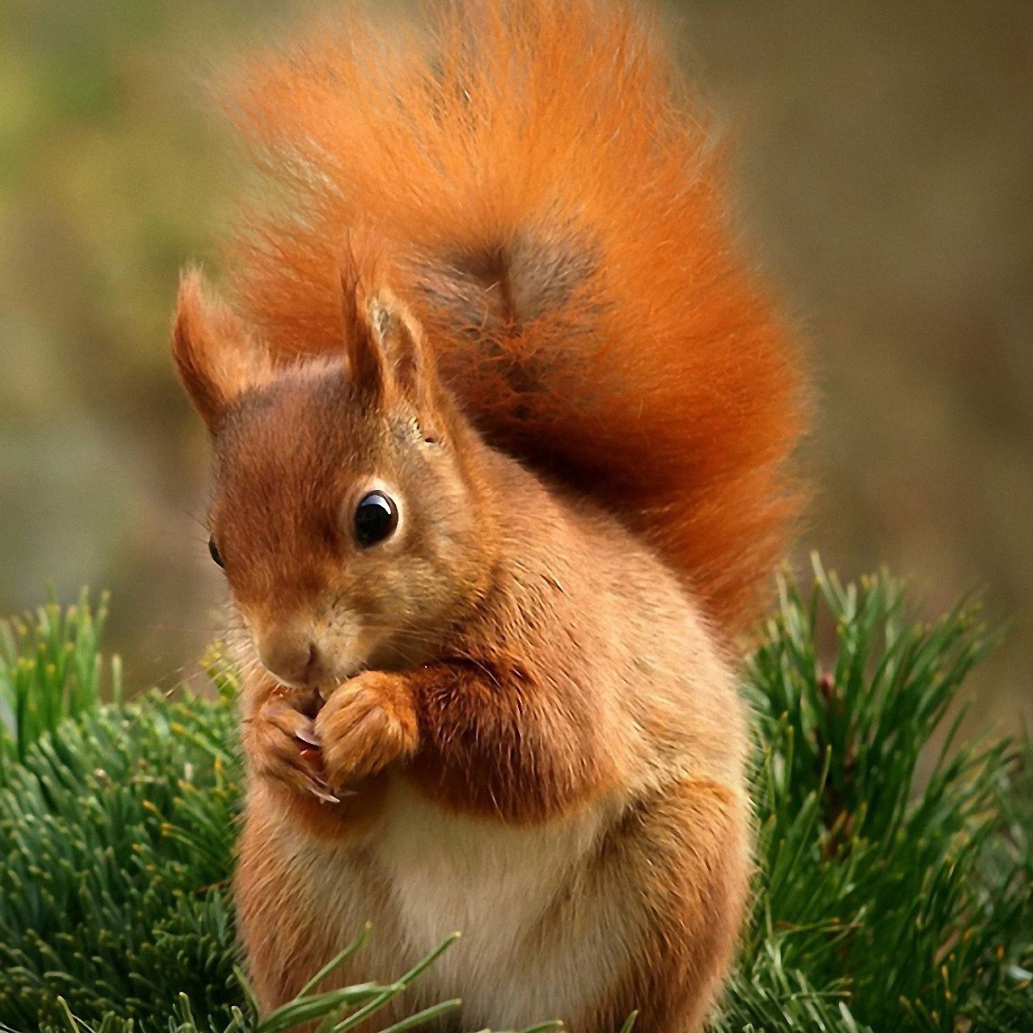 Squirrel Eating Nut wallpaper 2048x2048