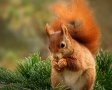 Обои Squirrel Eating Nut 220x176