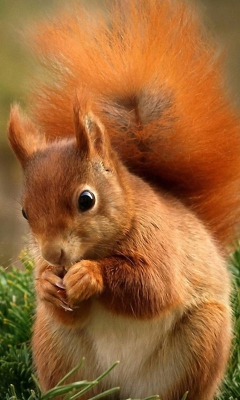 Squirrel Eating Nut wallpaper 240x400