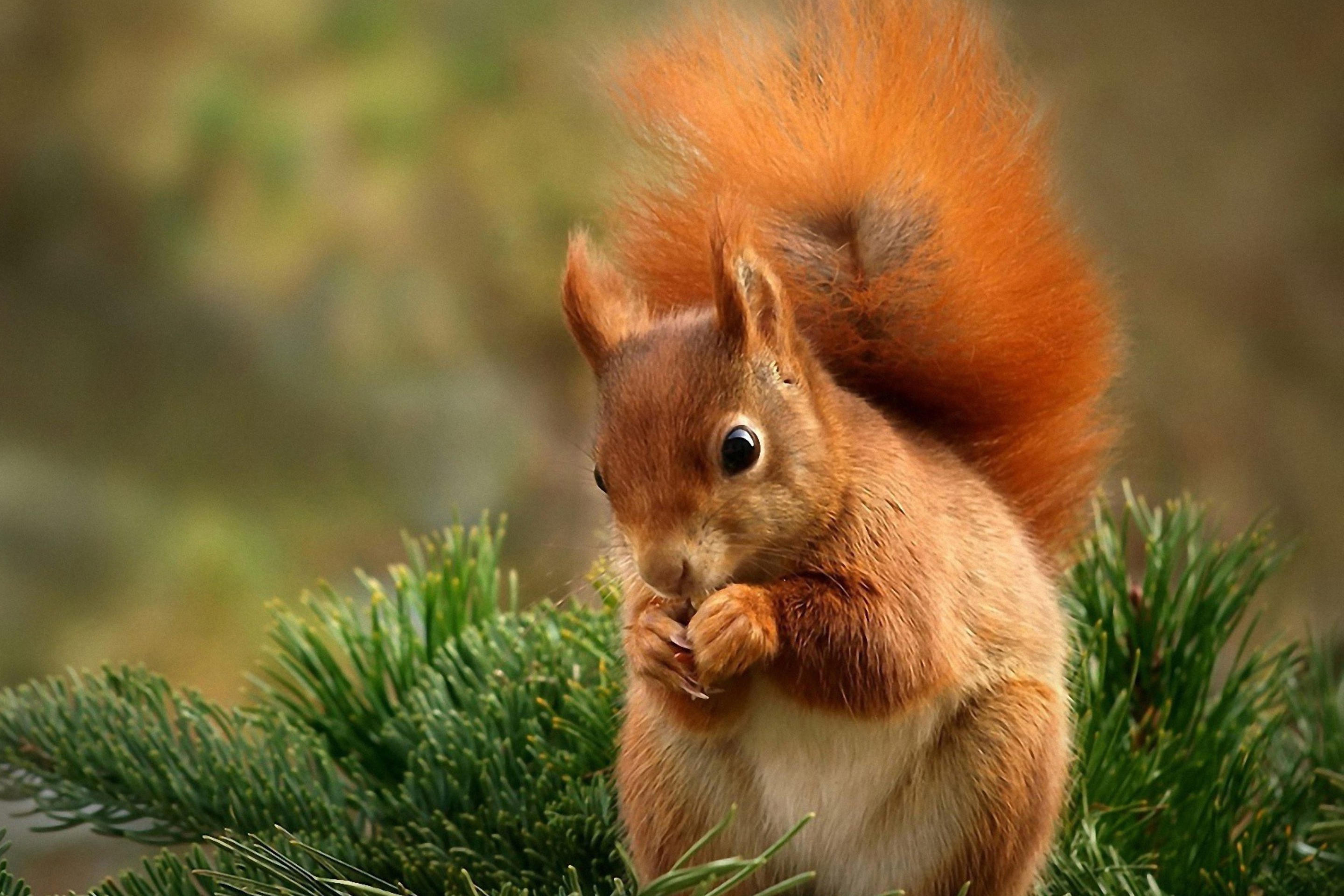 Squirrel Eating Nut wallpaper 2880x1920