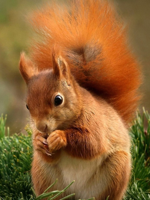 Squirrel Eating Nut wallpaper 480x640
