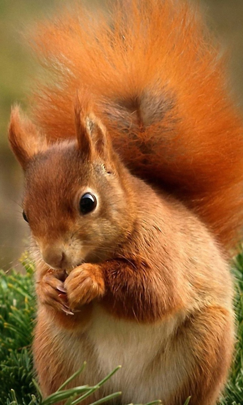 Squirrel Eating Nut wallpaper 480x800