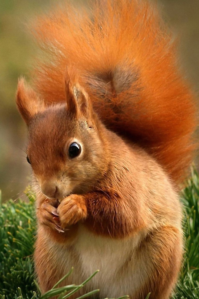 Screenshot №1 pro téma Squirrel Eating Nut 640x960