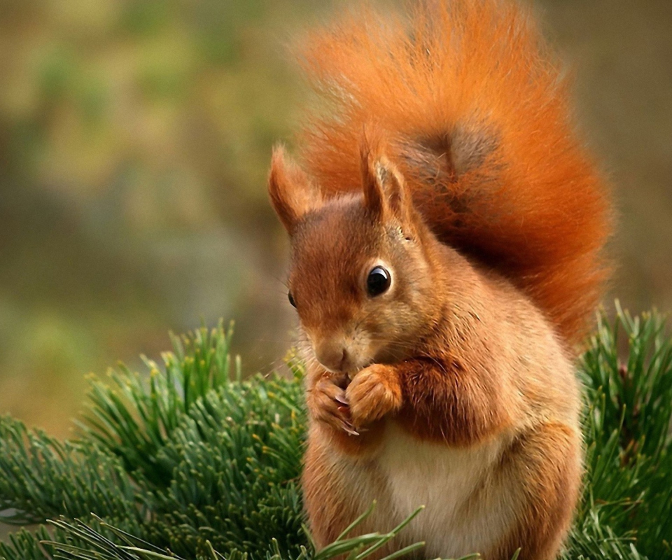 Sfondi Squirrel Eating Nut 960x800