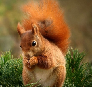 Squirrel Eating Nut Wallpaper for iPad 2