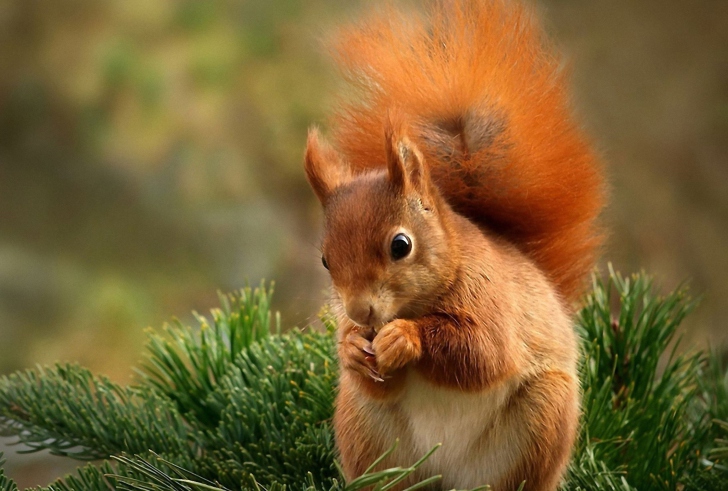 Fondo de pantalla Squirrel Eating Nut