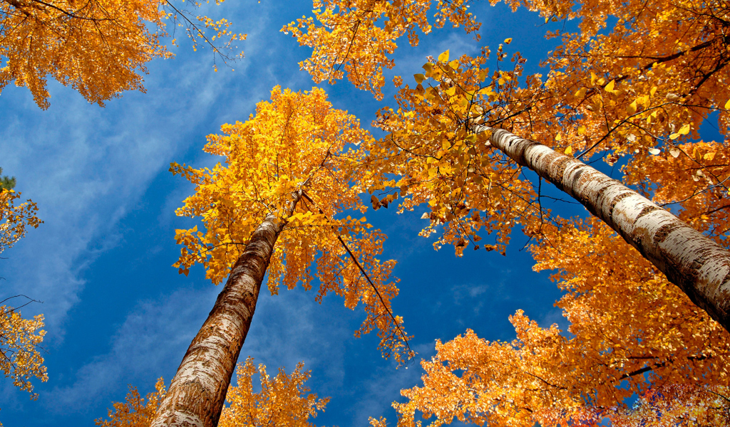 Rusty Trees And Blue Sky screenshot #1 1024x600