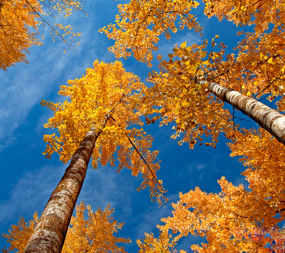 Rusty Trees And Blue Sky wallpaper 1080x960