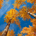 Das Rusty Trees And Blue Sky Wallpaper 128x128