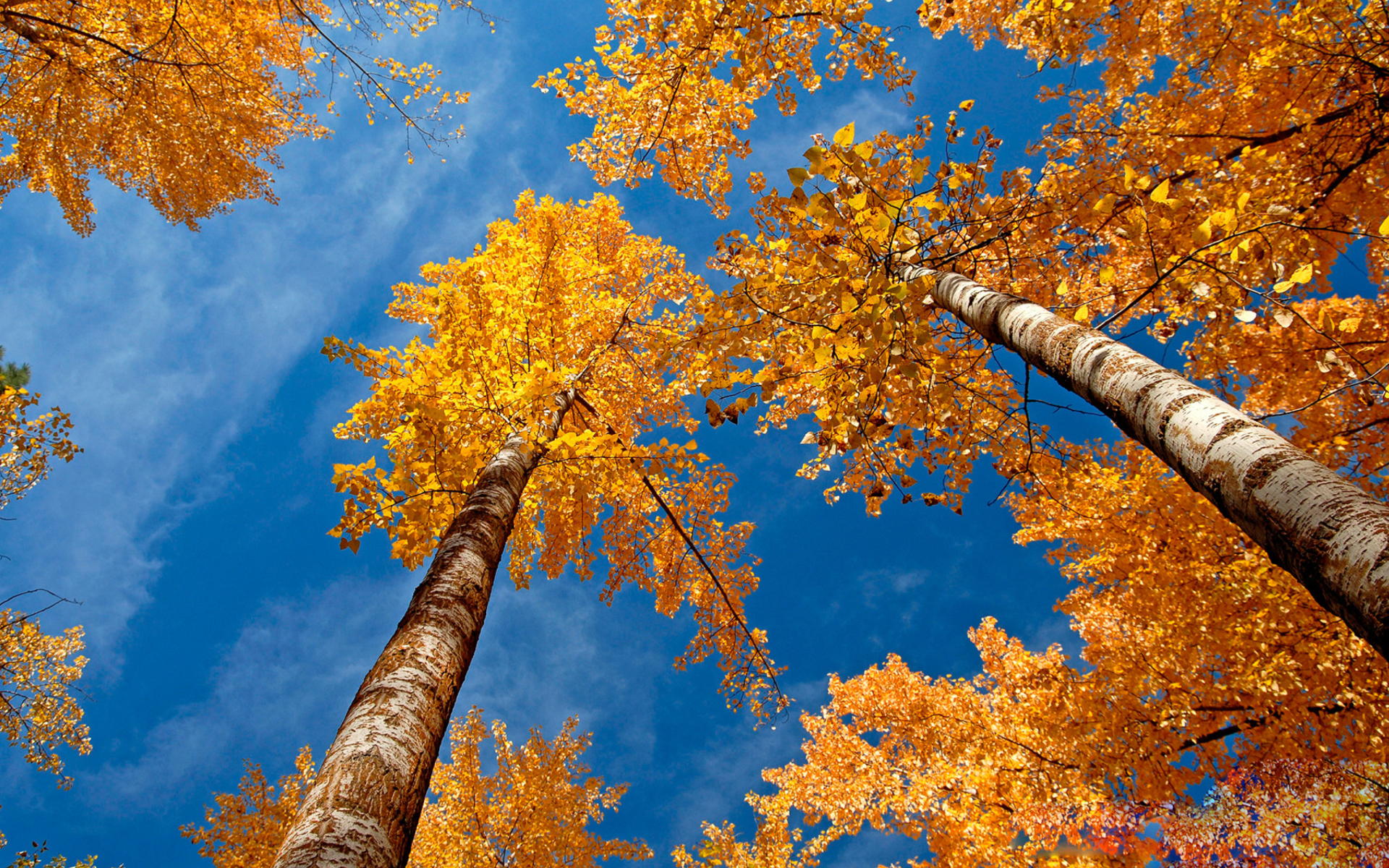Das Rusty Trees And Blue Sky Wallpaper 1920x1200