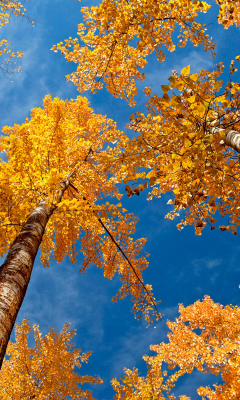 Fondo de pantalla Rusty Trees And Blue Sky 240x400