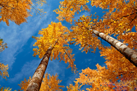 Sfondi Rusty Trees And Blue Sky 480x320