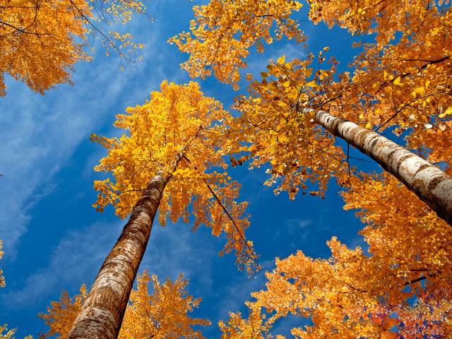 Обои Rusty Trees And Blue Sky 640x480