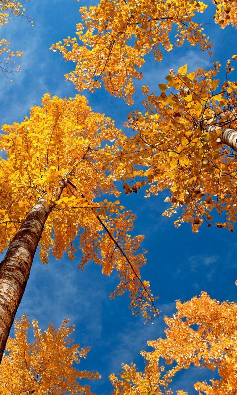 Rusty Trees And Blue Sky wallpaper 768x1280