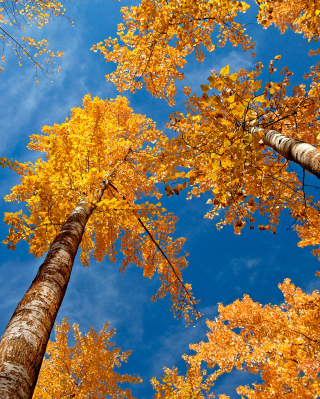 Rusty Trees And Blue Sky Wallpaper for 640x1136