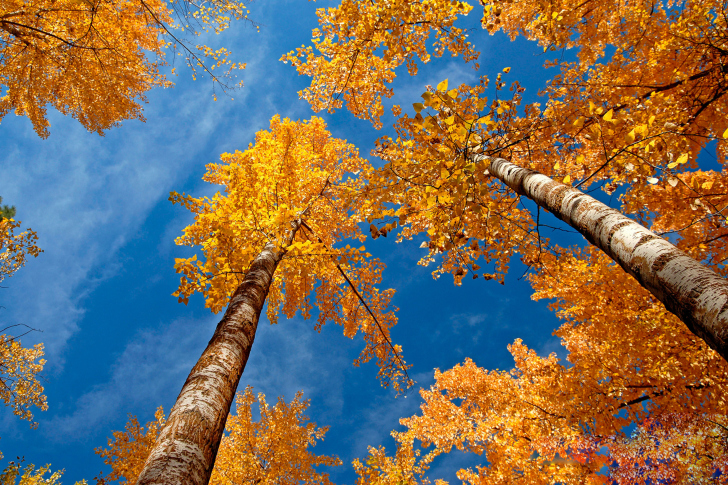 Rusty Trees And Blue Sky wallpaper