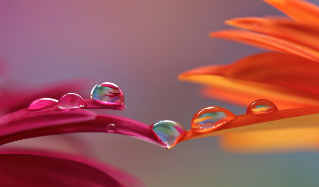 Fondo de pantalla Morning Dew 1024x600