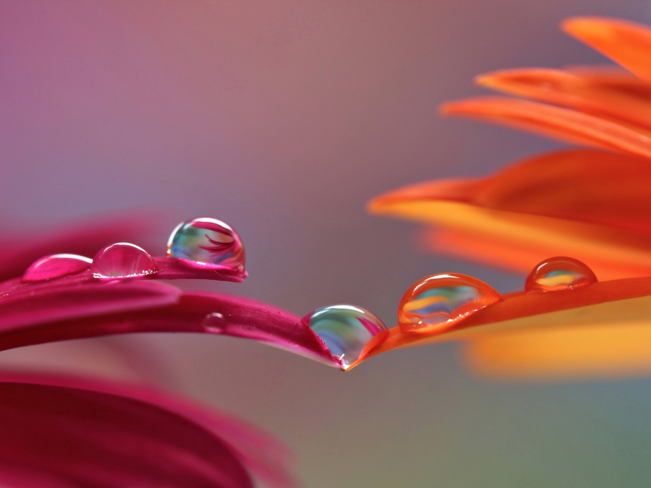 Das Morning Dew Wallpaper 1280x960