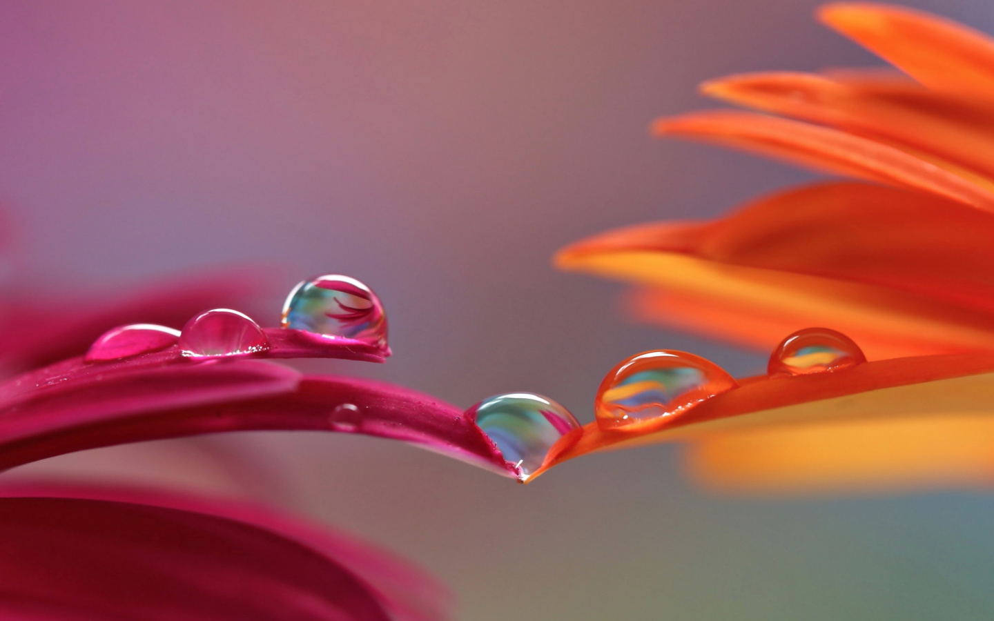 Обои Morning Dew 1440x900