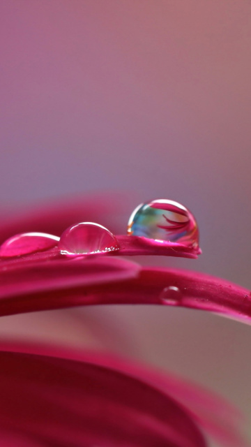 Morning Dew wallpaper 360x640