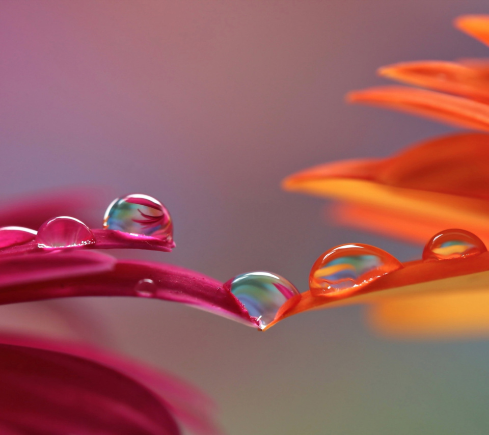 Morning Dew wallpaper 960x854