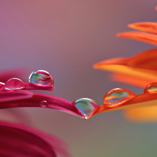 Morning Dew - Fondos de pantalla gratis para iPad 2