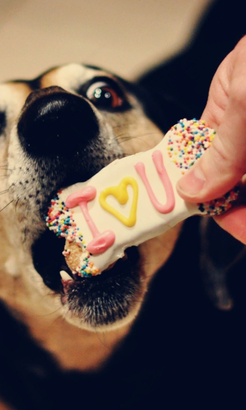 I Love My Dog wallpaper 480x800