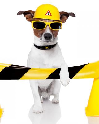 Free Working Dog Picture for 240x320