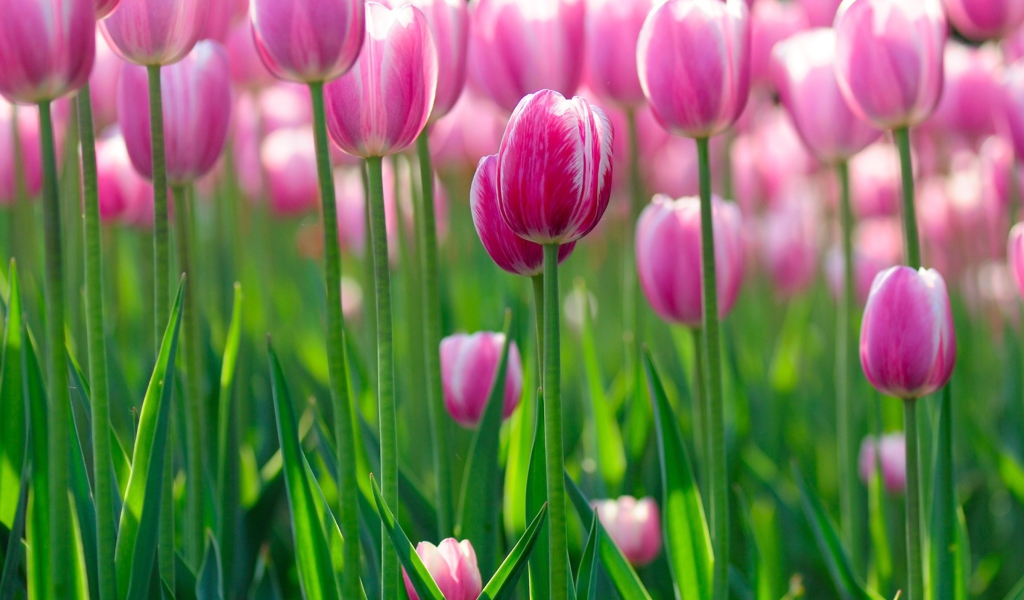 Pink Tulips wallpaper 1024x600