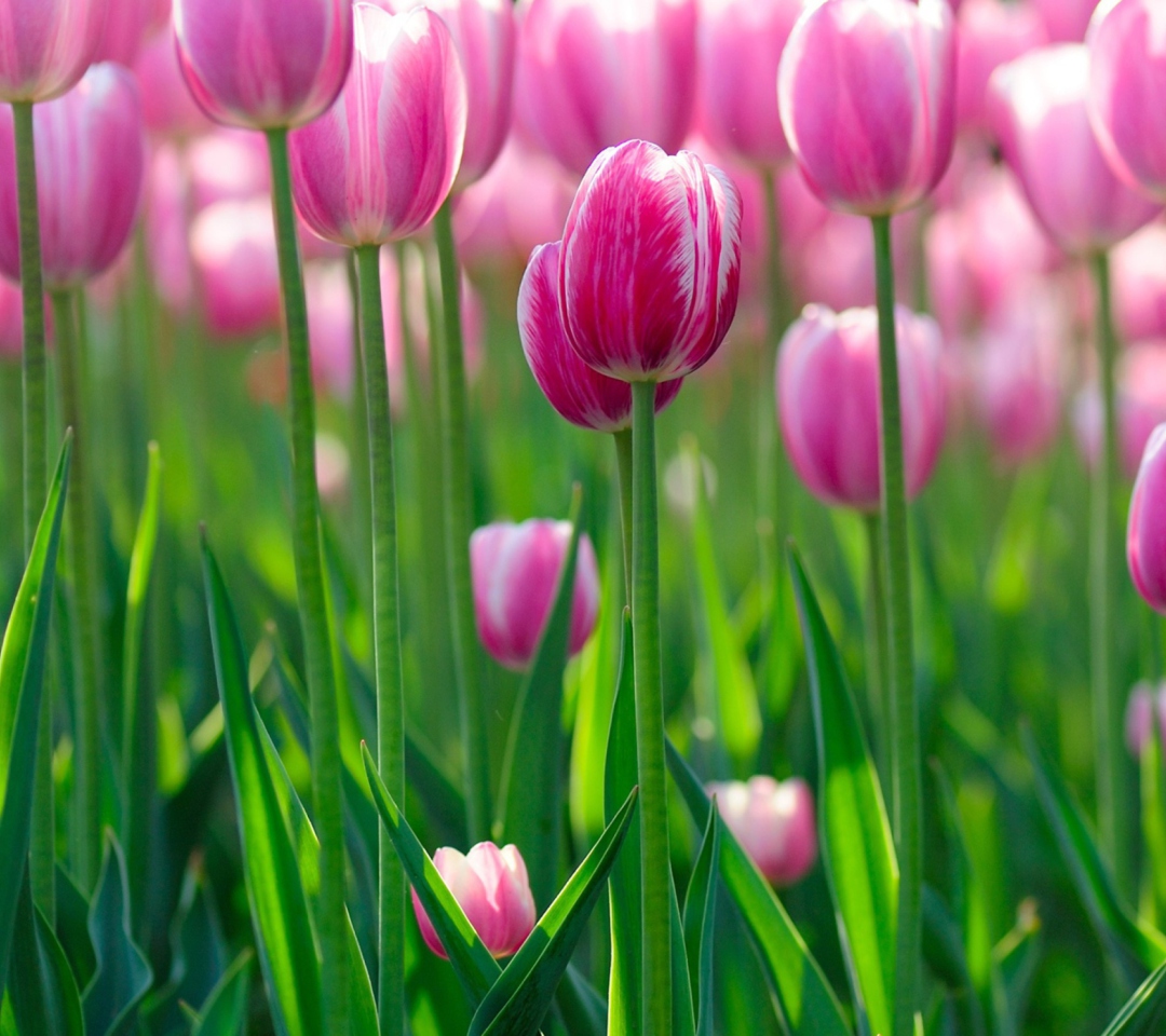 Das Pink Tulips Wallpaper 1080x960