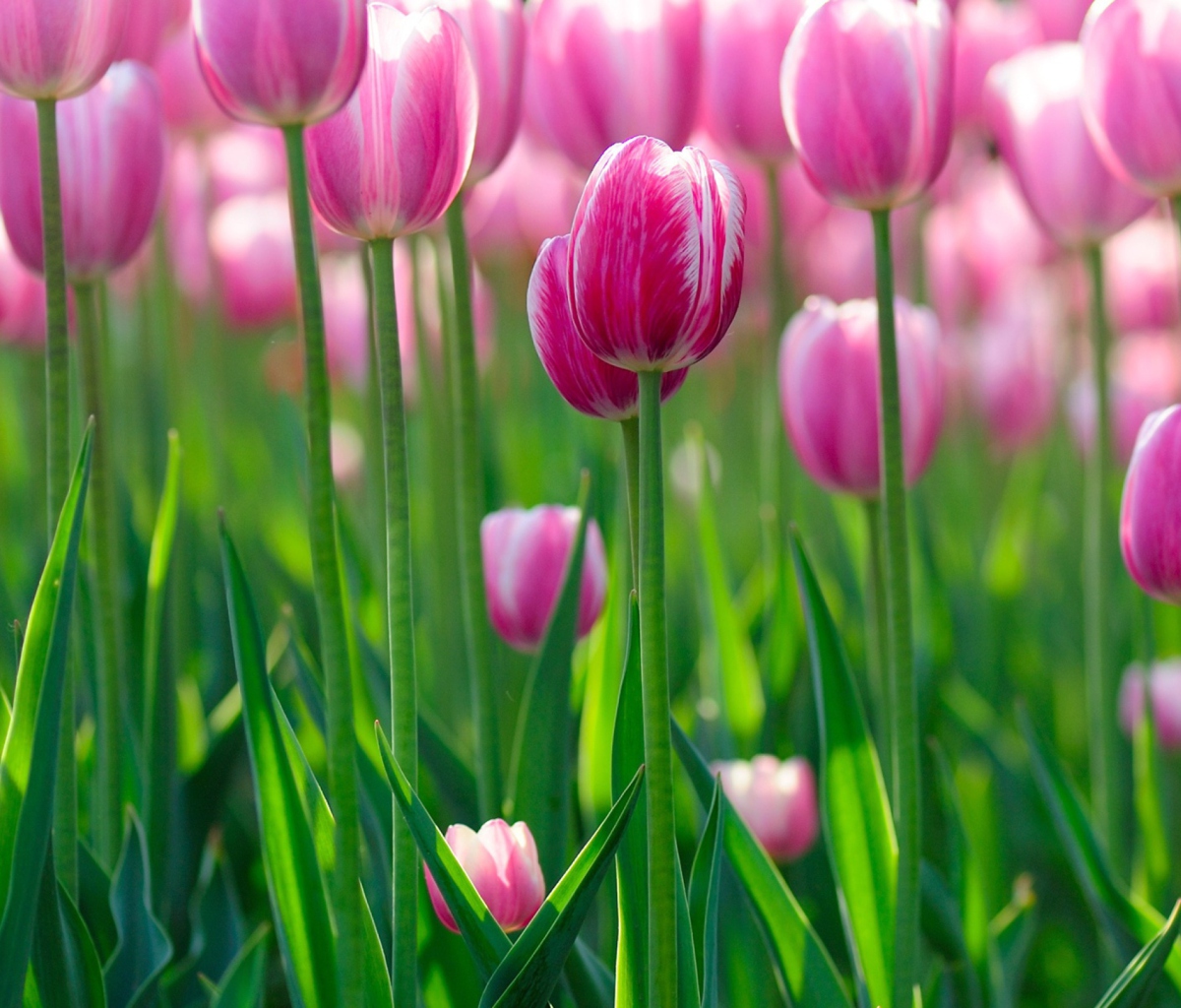 Das Pink Tulips Wallpaper 1200x1024