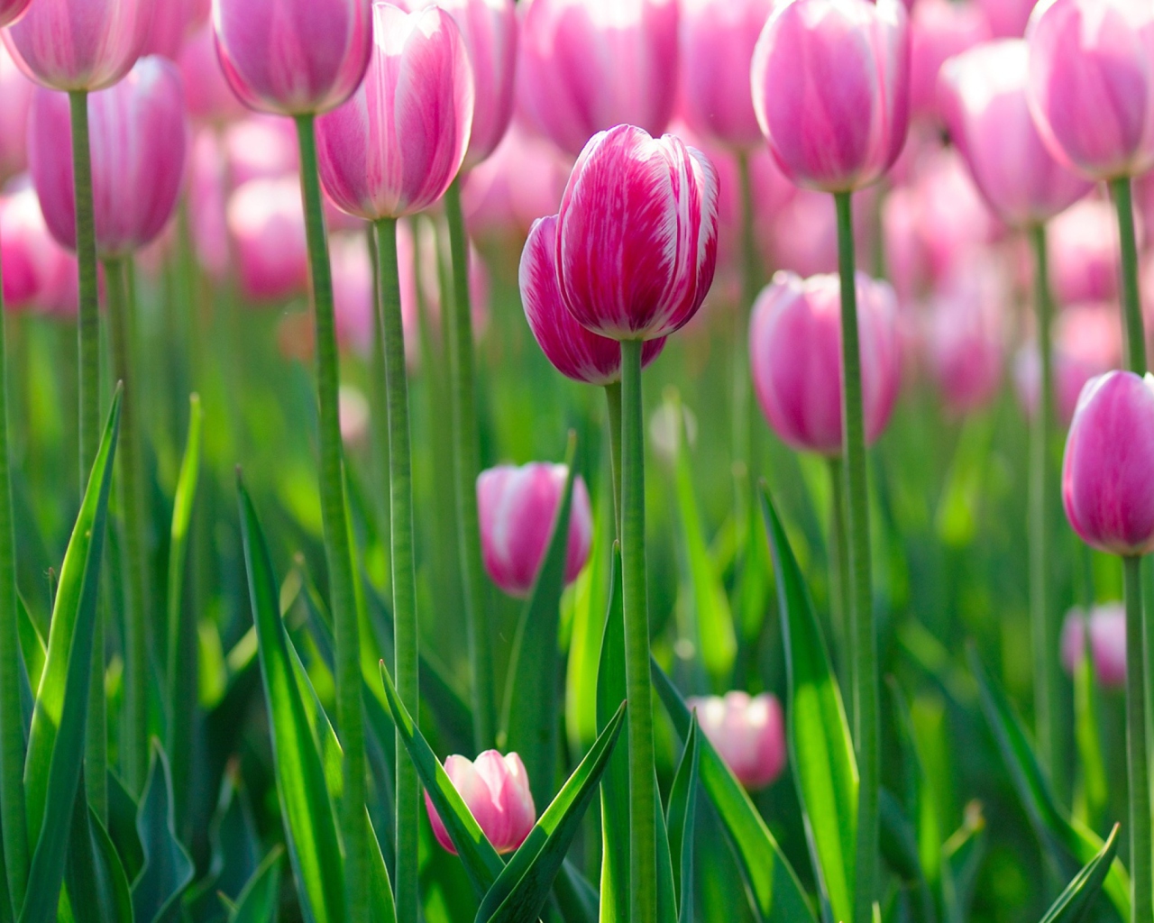 Das Pink Tulips Wallpaper 1280x1024