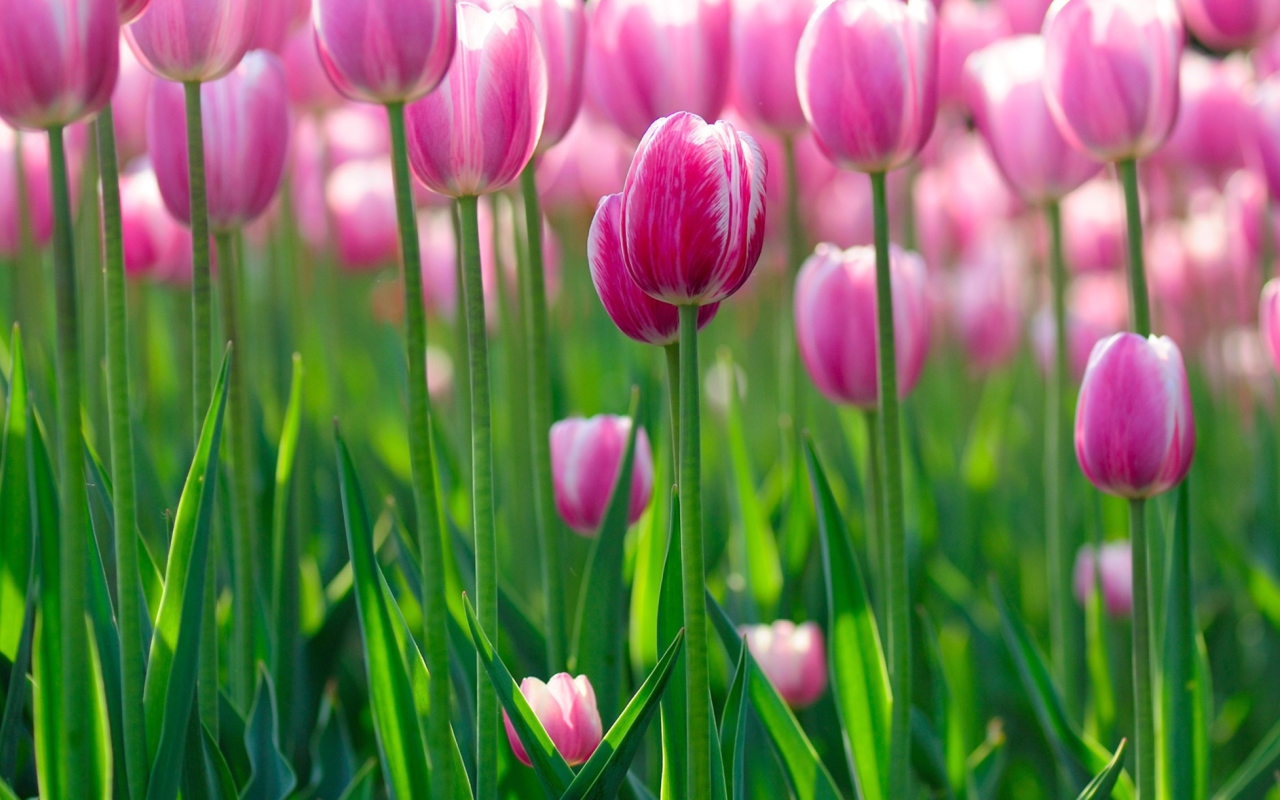 Das Pink Tulips Wallpaper 1280x800